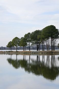 A row of trees reflecting in the water at a bay.