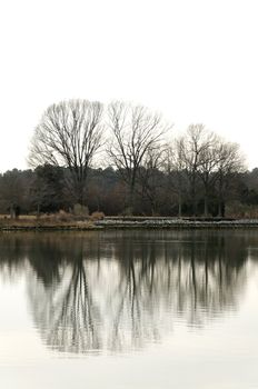 A group of trees reflecting in the water at winter time.