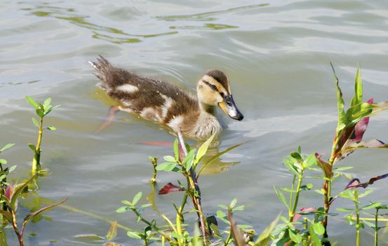 A duckling swimming at a lake.