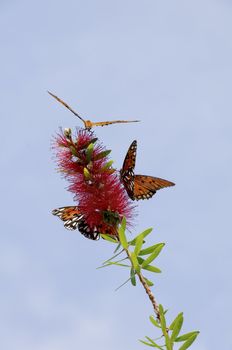 Three gulf fritillary butterfies on the same red flower. 