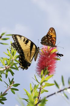 A tiger swallowtail butterfly and a gulf fritillary butterfly on the same red flower.
