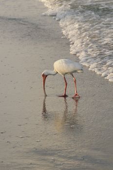 A white ibis feeding at the beach.