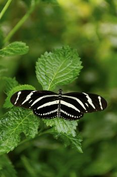 A zebra longwing butterfly on a leaf.