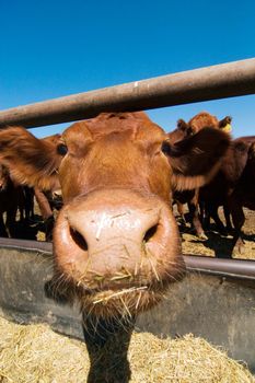 Feeding bunks on a farm in Saskatchewan