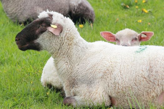 lamb resting at its mothers side