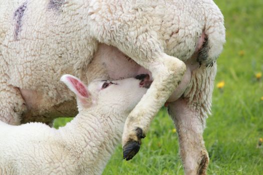 lamb drinking at its mothers udder