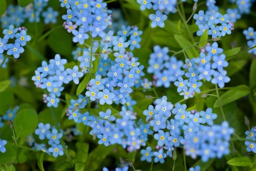 Group of wild forget-me-not flowers