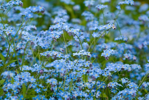 Group of wild forget-me-not flowers.