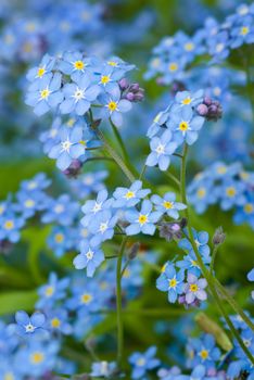 Twig of wild forget-me-not flowers.