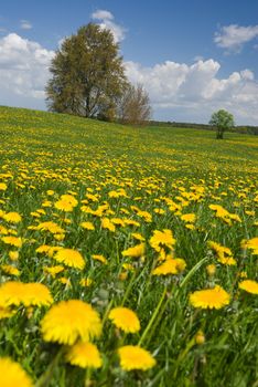 Spring landscape - dandelions fields, trees and sunny weather.