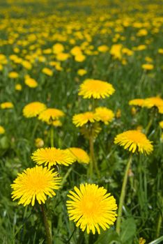 Dandelions field - spring flowers.