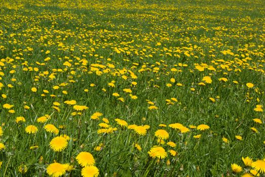 Dandelions field - spring flowers.