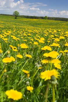 Spring landscape - dandelions fields, sunny weather.