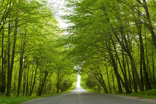 Road in the forest - fresh spring leaves on trees.