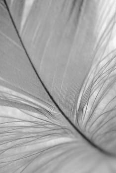 Bird's feather detail. Black and white. Shallow DOF.