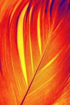 Feather of Phoenix, mythical, sacred firebird - symbolical in Egiptian mythology and Christian religion.