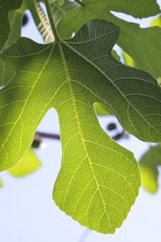 A single fig-leaf as seen from below the plant