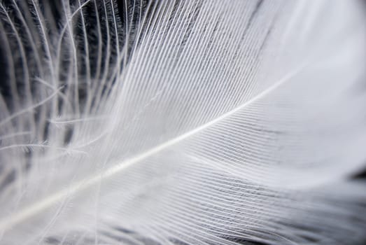 Bird's feather detail. Shallow depth of field.