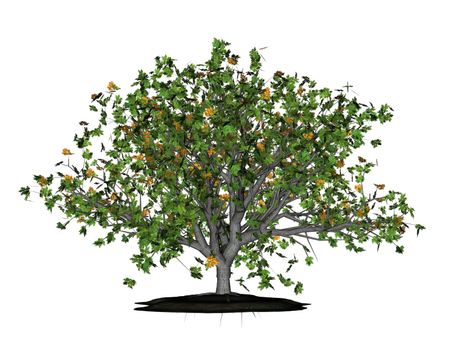 Illustration of a 3D oak, isolated