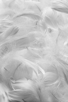 Feathers background. Black and white. Shallow depth of field.