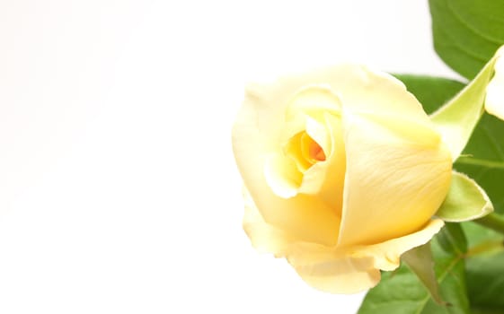 Beautiful pale yellowish rose isolated on white