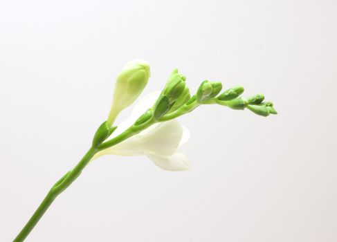 Beautiful freesia flowers over white background