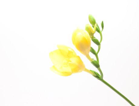 Beautiful freesia flowers over white background