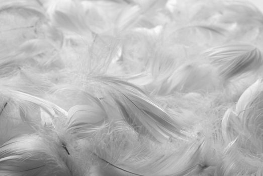 Feathers background. Black and white. Shallow depth of field.