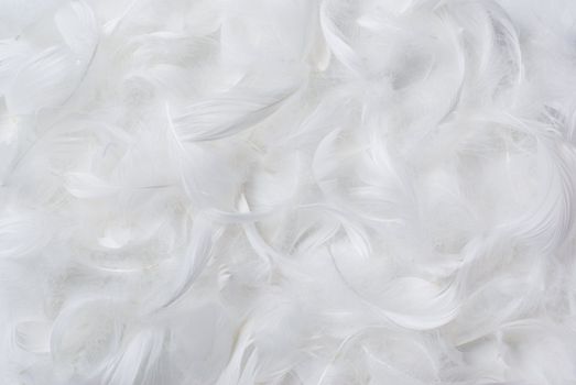 White feathers background.