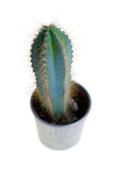 Cactus in metal flower-pot on white background.
Shallow depth of field.