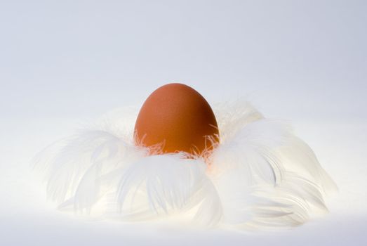 Egg in white feather nest. Opposition between hard and soft, also a metaphore of maternity and care.