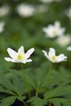Two anemones - selective focus on the left flower.