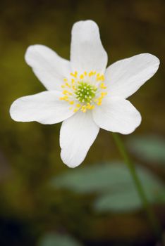 Anemone - intentional shallow depth of field.