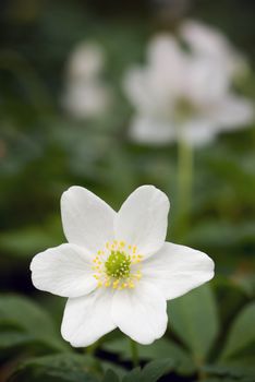 Anemone - selective focus on flower, copy space.