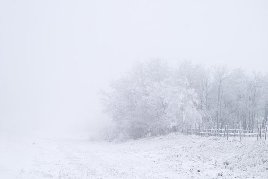 Group of trees on a prairie landscape engulfed in fog.