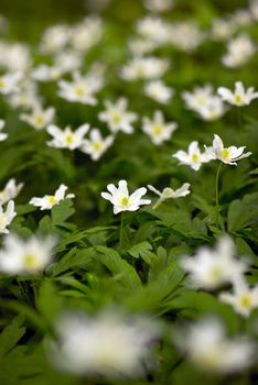 Group of anemones.