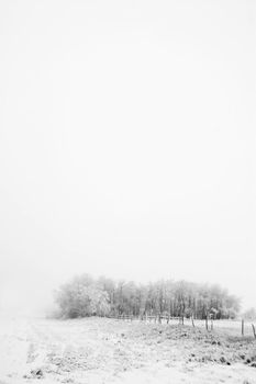 Group of trees on a prairie landscape engulfed in fog.