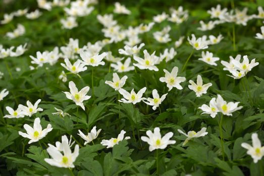 Group of wild anemones growing in forest.