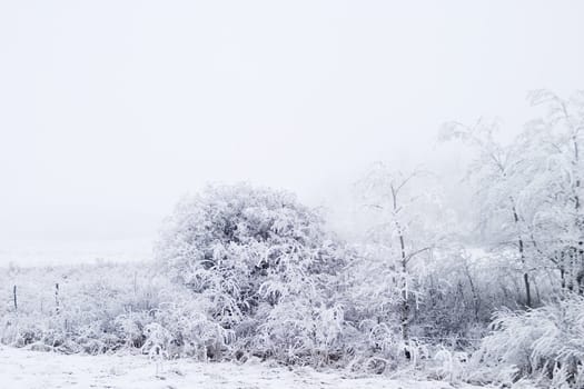 Group of trees on a prairie landscape engulfed in fog.