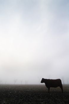 Cow on the prairie on a foggy winter day