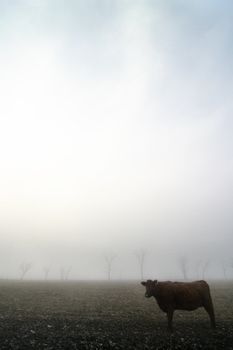 Cow on the prairie on a foggy winter day