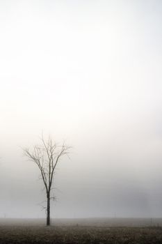 A single tree in the fog.