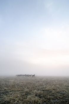 Horses in the fog on the prairie.