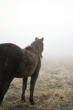 Horse looking out on the prairie.