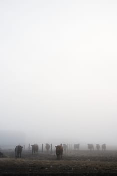 Cows in the prairie winter fog.