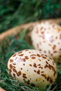 Spotted eggs on the green hay. Selective focus, shallow depth of field.