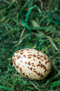 Spotted egg on the green hay. Selective focus, shallow depth of field.