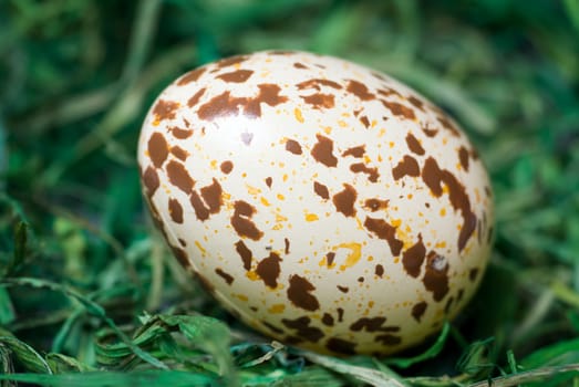 Spotted egg on the green hay. Selective focus, shallow depth of field.