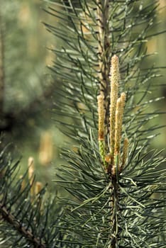 Pine sprout after rain with sunlight