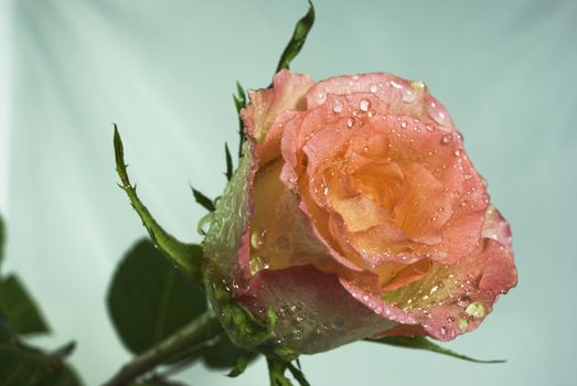 Rose with drops on the white background